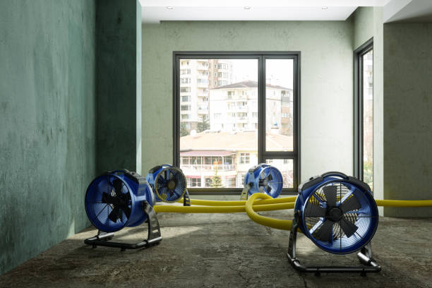 Best Mold removal after water damage  in Albany, LA